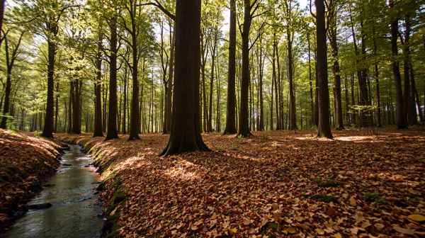 Top précautions pour garantir votre sécurité en forêt aventure